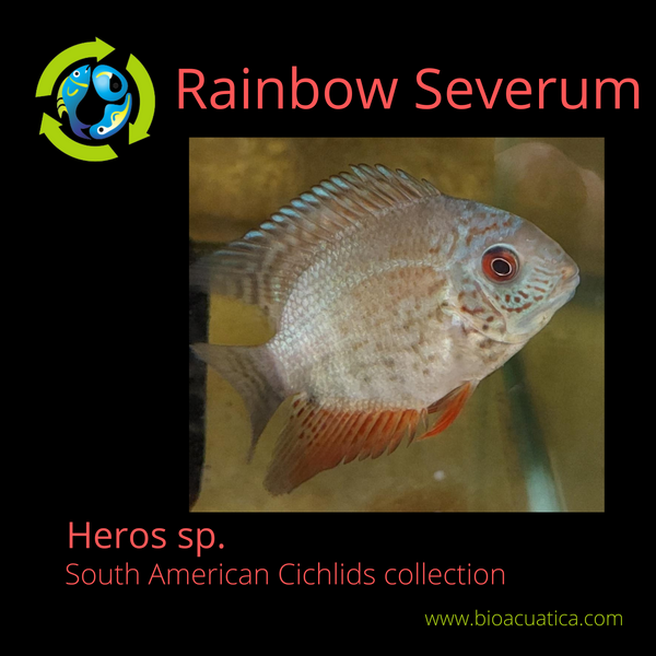 AWESOME RAINBOW SEVERUM 2.5 TO 3" (Heros sp.)