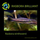 5 CUTE RASBORA BRILLIANT (Rasbora einthovenii)