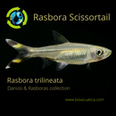5 CUTE RASBORA SCISSORTAIL (Rasbora trilineata)