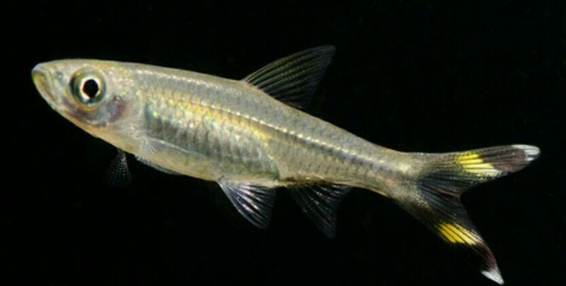 5 CUTE RASBORA SCISSORTAIL (Rasbora trilineata)
