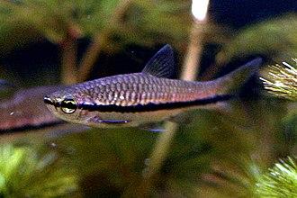 5 CUTE RASBORA BRILLIANT (Rasbora einthovenii)