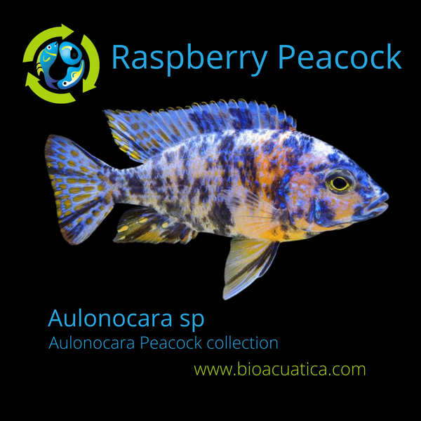 OUTSTANDING RASPBERRY PEACOCK 4 INCHES UNSEXED (Aulonocara sp)
