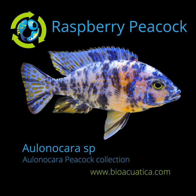 BEAUTIFUL RASPBERRY PEACOCK 2 INCHES UNSEXED (Aulonocara sp)
