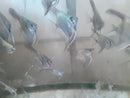BEAUTIFUL PINOY BLUE ZEBRA ANGELFISH QUARTER BODY SIZE
