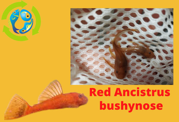 FANTASTIC SUPER RED ANCISTRUS BUSHYNOSE 1"