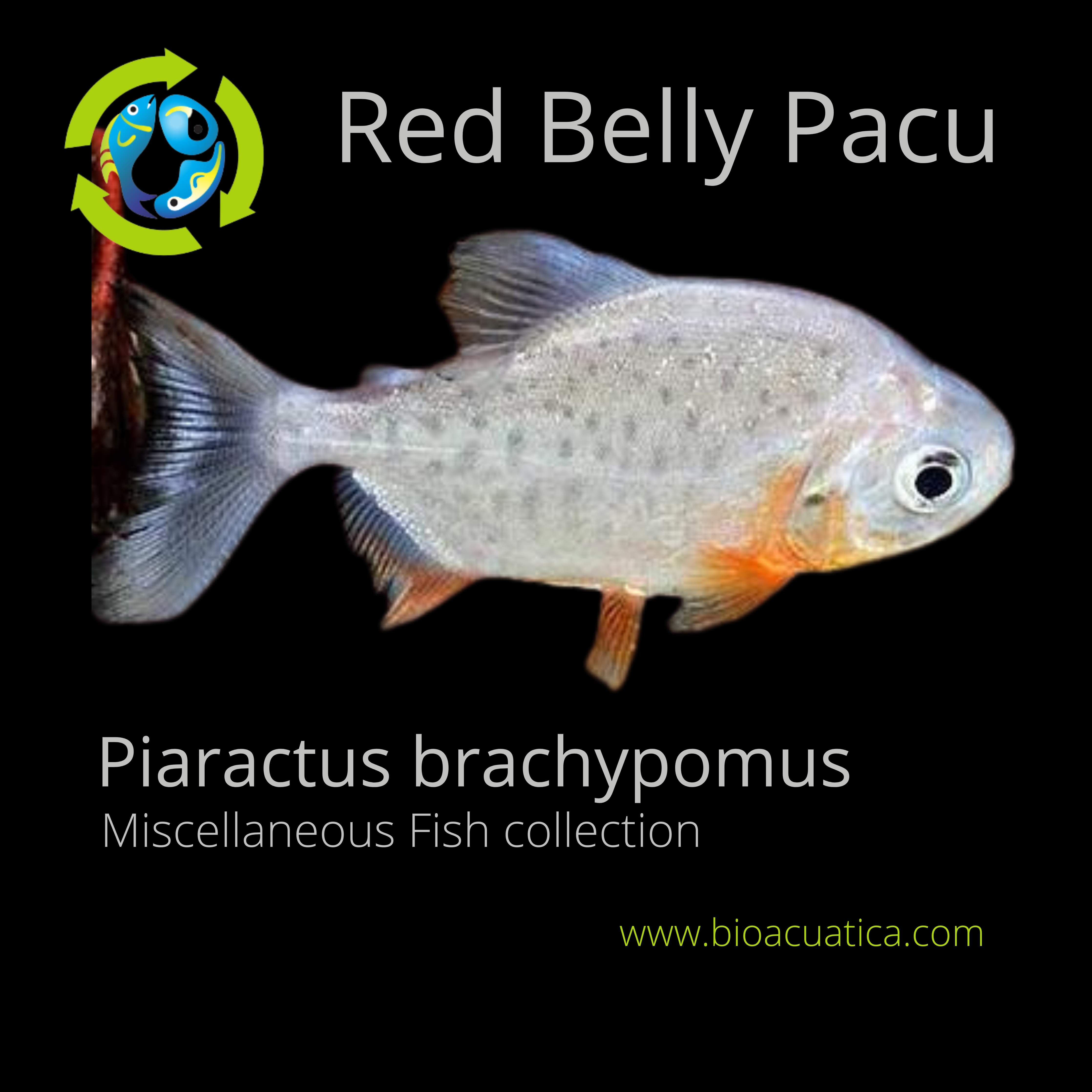 Baby Pacu FWPOD21