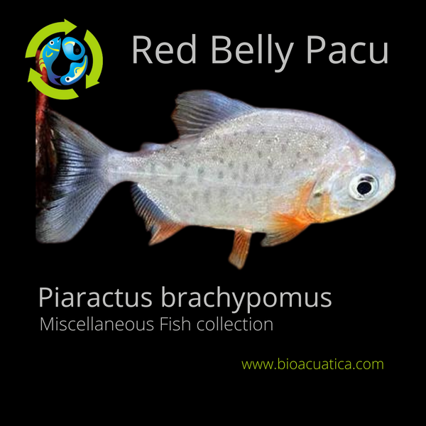 EXOTIC RED BELLY PACU 1 TO 1.5 INCHES (Piaractus brachypomus) UNSEXED