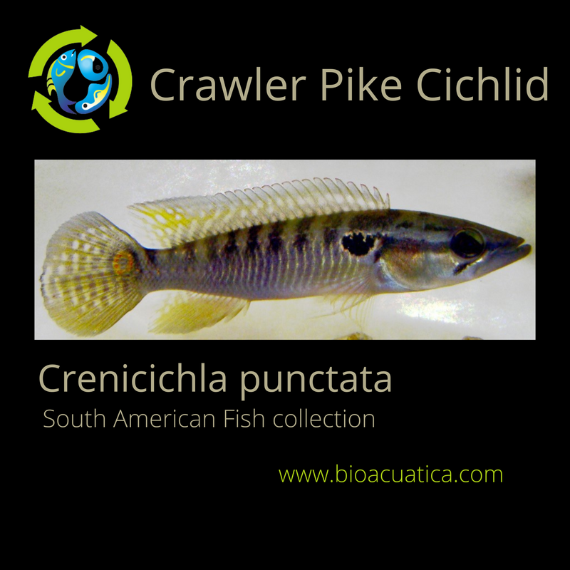 OUTSTANDING CRAWLER PIKE CICHLID 3TO 3.5 INCHES UNSEXED (Crenicichla punctata)