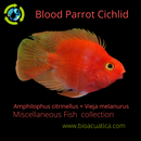 CUTE BLOOD PARROT CICHLID 2 INCHES UNSEXED