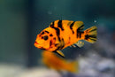 COLORFUL RED BLOTCH AFRICAN CICHLID 1.5 to 2" UNSEXED