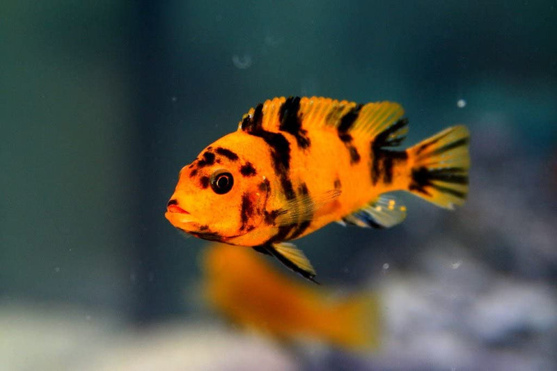 COLORFUL RED BLOTCH AFRICAN CICHLID 1.5 TO 2.0" UNSEXED