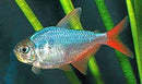 3 RED/BLUE COLORFUL COLUMBIAN TETRA