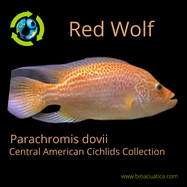 RED DOVII WOLF CICHLID 1.5 TO 2" UNSEXED (Parachromis dovii)