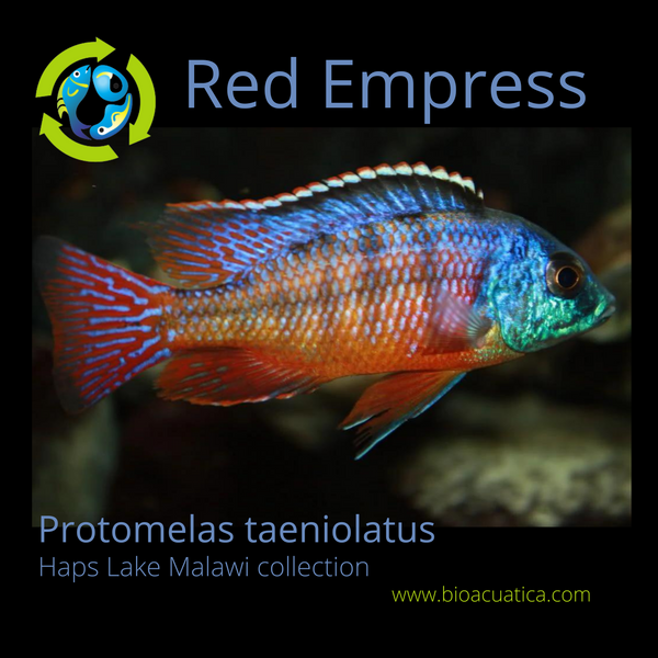 EXOTIC RED EMPRESS 1.5 TO 2 INCHES UNSEXED (Protomelas taeniolatus)