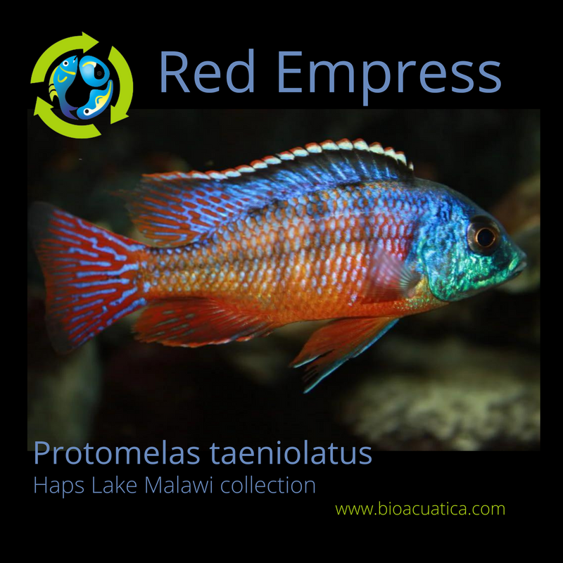 EXOTIC RED EMPRESS 2.5 INCHES UNSEXED (Protomelas taeniolatus)