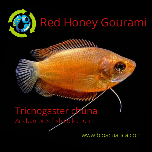 SUPER RED HONEY GOURAMI 1 TO 1.5" (Trichogaster chuna)