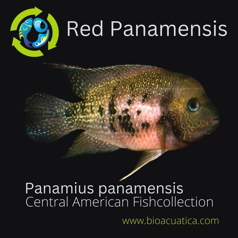 NICE RED PANAMENSIS 1.5 INCHES UNSEXED  HARD TO FIND (Panamius panamensis)