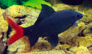 BEAUTIFUL REDTAIL SHARKMINNOW 2" (Epalzeorhynchos bicolor)