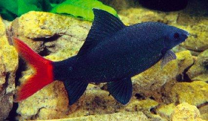 BEAUTIFUL REDTAIL SHARKMINNOW 2" (Epalzeorhynchos bicolor)