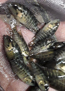 THE GREAT RED TIGER MOTAGUENSE 1" UNSEXED (Parachromis motaguensis)