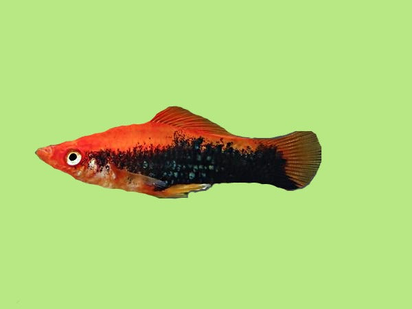 4 TUXEDO RED SWORDTAIL ALL FEMALES 2 INCHES