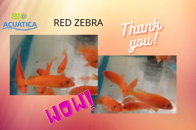 AMAZING RED ZEBRA AFRICAN CICHLID 2"