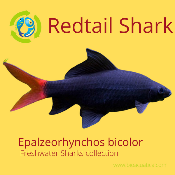 BEAUTIFUL REDTAIL SHARKMINNOW 2" (Epalzeorhynchos bicolor)