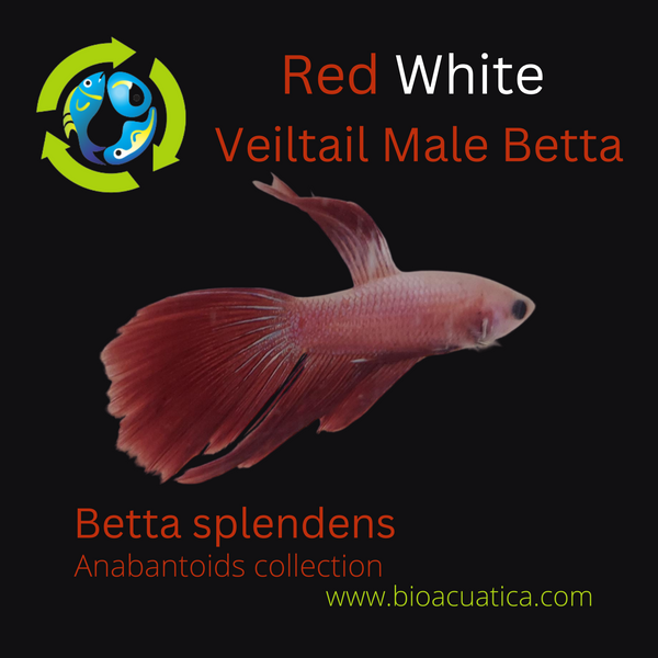 RED WHITE MALE VEILTAIL BETTA ( Betta splendens)