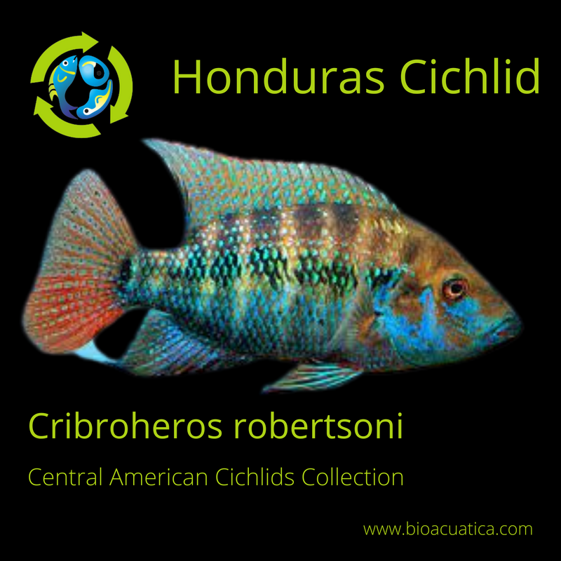 GREAT HONDURAS CICHLID 2 INCHES Cribroheros robertsoni CENTRAL AMERICAN CICHLID