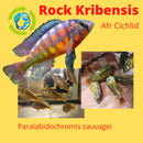 COLORFUL ROCK KRIBENSIS AFRICAN CICHLID 1.5 INCH UNSEXED
