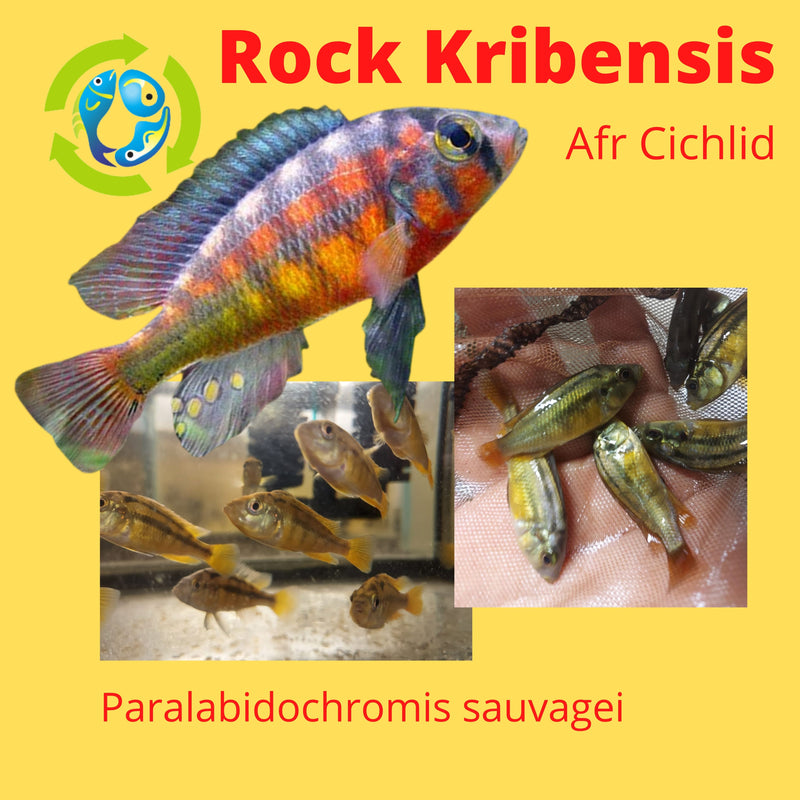 COLORFUL ROCK KRIBENSIS AFRICAN CICHLID 2 INCHES UNSEXED