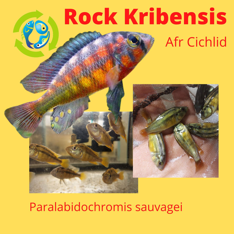 COLORFUL ROCK KRIBENSIS AFRICAN CICHLID 1.5 INCHES UNSEXED