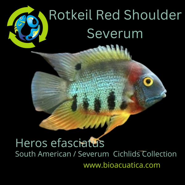 AWESOME ROTKEIL RED SHOULDER  SEVERUM 1/2 TO 3/4" HEAD TO TAIL (Heros efasciatus)