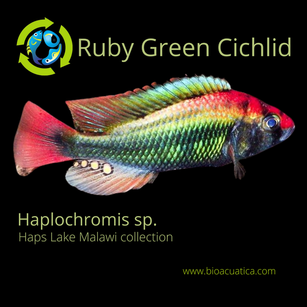 GREAT RUBY GREEN HAP AFRICAN CICHLID UNSEXED 1.5 INCHES HEAD TO TAIL (Haplochromis, sp)