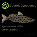 SYNODONTIS OCELLIFER 4 to 4.5"