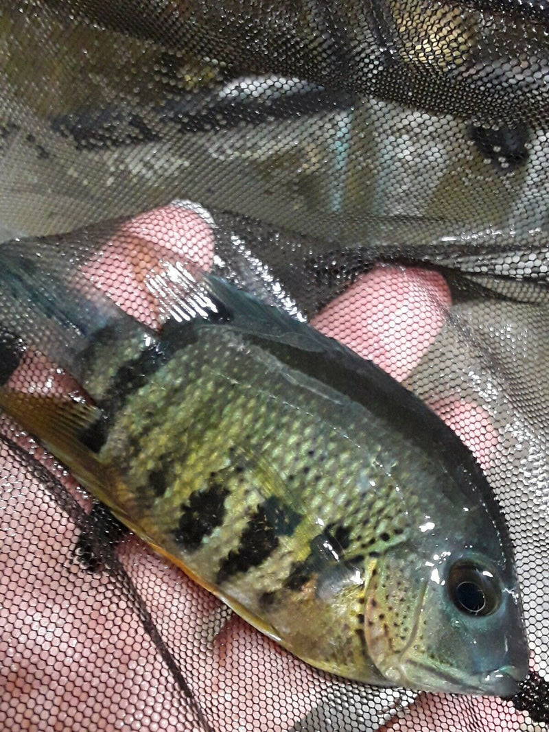 BEAUTIFUL ORANGE SHOULDER SEVERUM 3.5 TO 4 INCHES