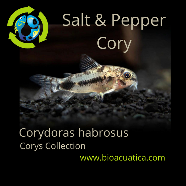 3 CUTE SALT & PEPPER CORY (Corydoras habrosus)