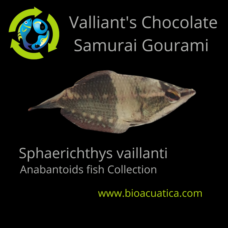 VALLIANT'S CHOCOLATE SAMURAI GOURAMI 1 inch (Sphaerichthys vaillanti)