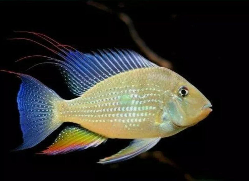 ACARICHTHYS HECKELII 3"  - THREADFIN GEOPHAGUS