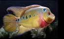 THE STUNNING TRIMAC CICHLID 4" to 4.5" (Cichlasoma trimaculatum) VERY RARE