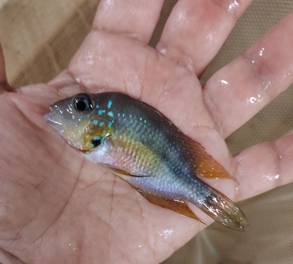 THORICHTHYS AUREUS CICHLID 2.5" + RAINBOW CICHLID 2.5" CENTRAL AMERICAN