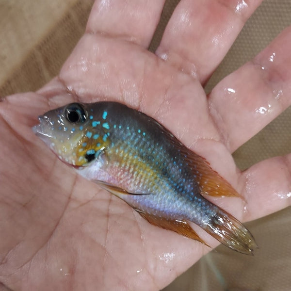 Cichlids from Central America　熱帯魚 3 CENTRAL AMERICAN CICHLIDS: SYNSPILUM+ E.B. CARPINTIS +
