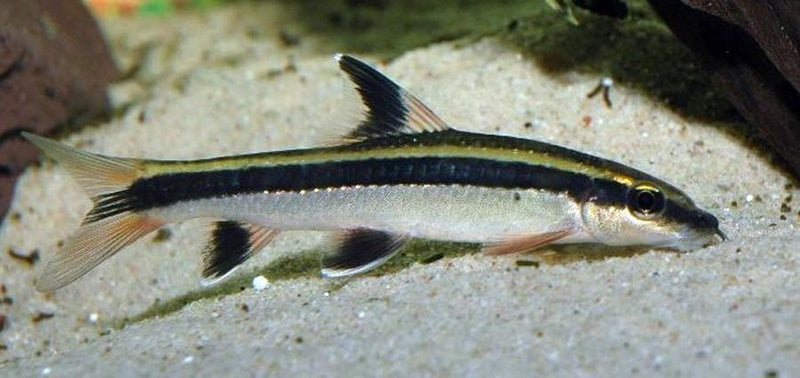 3 SIAMESE FLYING FOX ALGAE EATER 1.5" (Epalzeorhynchos kalopterus)