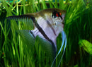 MATURE SILVER ANGELFISH (DOLLAR PLUS BODY SIZE)