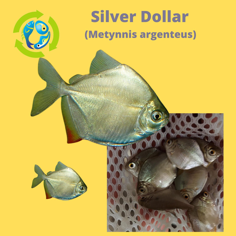 SILVER DOLLAR 1" (Metynnis argenteus) SILVER DOLLAR 1" (Metynnis argenteus)