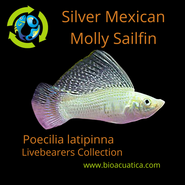 BEAUTIFUL SILVER MEXICAN MOLLY SAILFIN JUMBO MALE 2.25" (Poecilia latipinna)