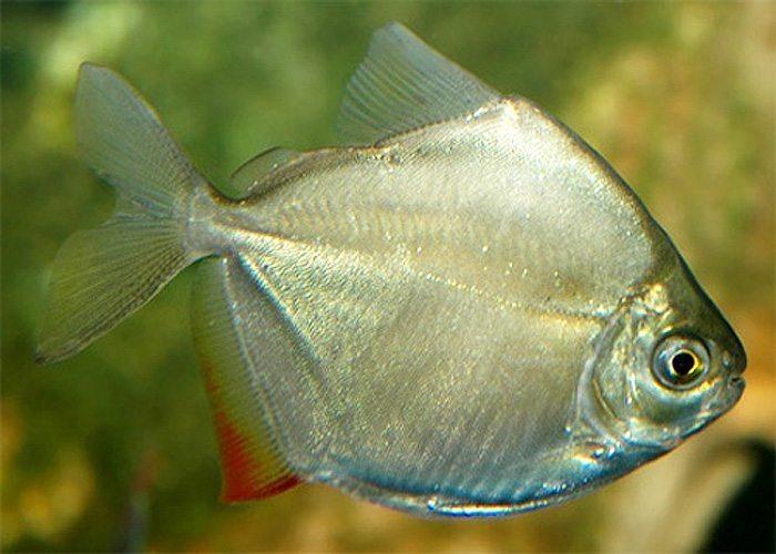 SILVER DOLLAR 1" (Metynnis argenteus)