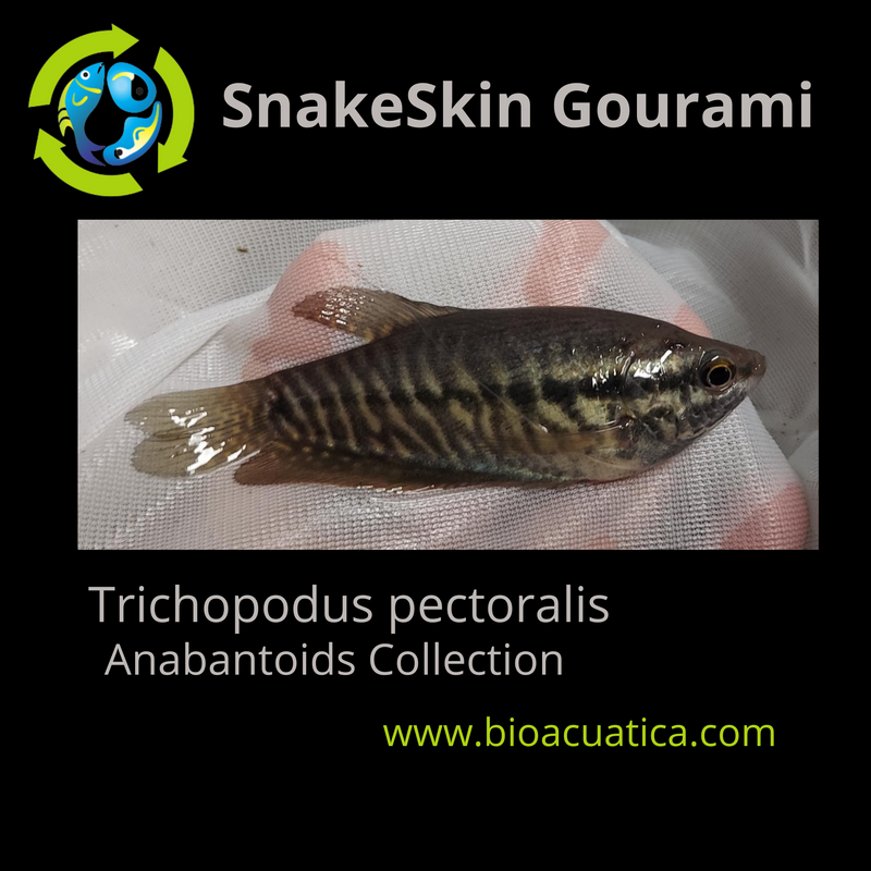 OUTSTANDING SNAKESKIN GOURAMI 2.5 TO 3 INCHES (Trichopodus pectoralis)
