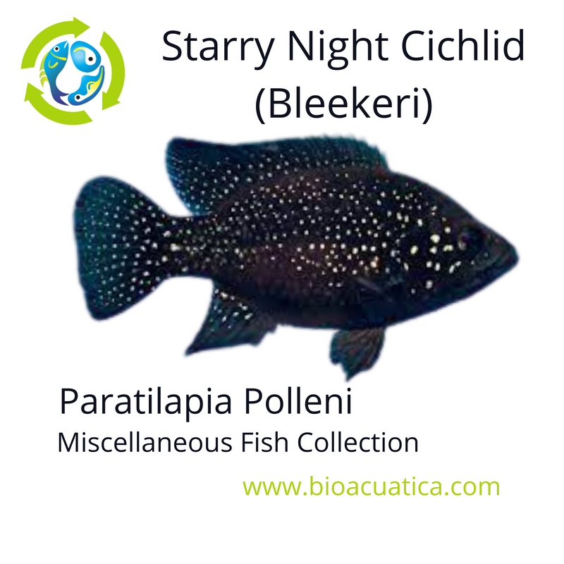 BEAUTIFUL STARRY NIGHT (BLEEKERI) CICHLID 1 TO 1.5 INCHES UNSEXED (Paratilapia Polleni)
