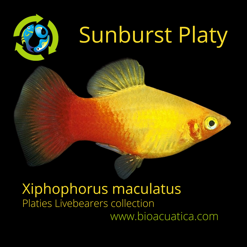 5 COLORFUL SUNBURST PLATY LIVEBEARER UNSEXED (Xiphophorus maculatus)